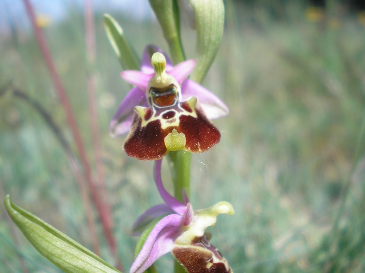 orchidee del perugino